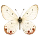 Logo de Cavoti API